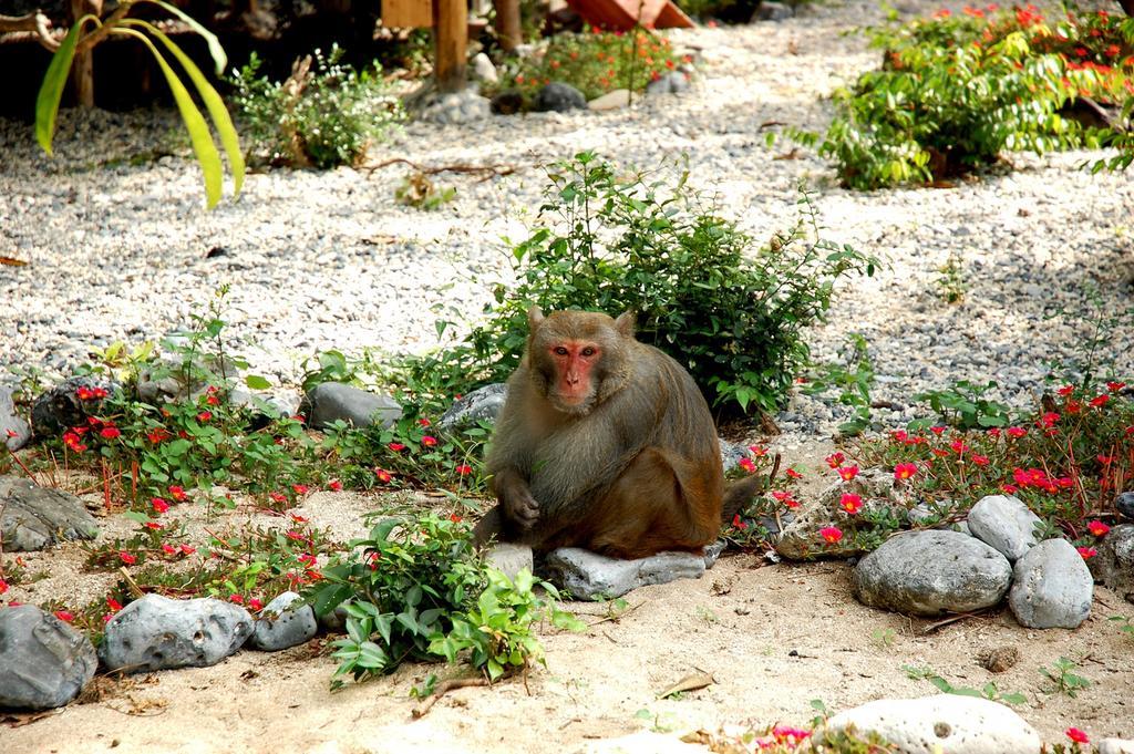มังกี้ ไอส์แลนด์รีสอร์ท Cat Ba Island ภายนอก รูปภาพ